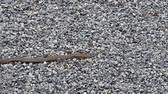 Elapognathus coronatus