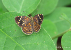 Phystis simois simois