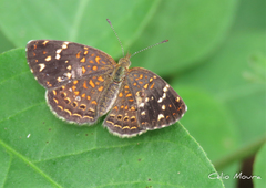 Phystis simois simois