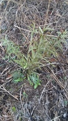 Castilleja lindheimeri