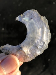 Pododesmus macrochisma