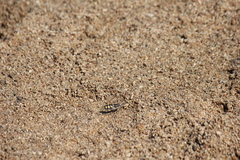 Chaetodera regalis