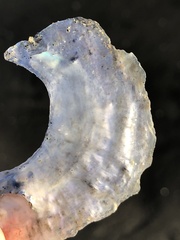 Pododesmus macrochisma