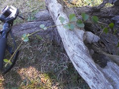 Alternanthera kurtzii