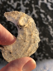 Pododesmus macrochisma