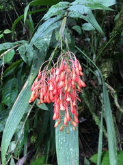 Epidendrum spathatum