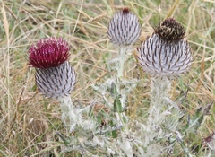 Cirsium occidentale compactum