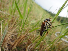 Lycocerus suturellus