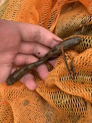 Oxyeleotris marmorata