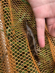 Oxyeleotris marmorata