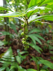 Bertiera bracteosa