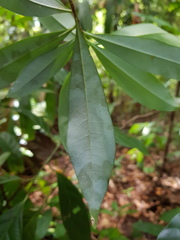 Daphnopsis