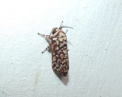 Pararguda diamphidia