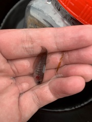 Notopterus notopterus