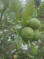 Citrus hystrix