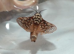 Pararguda diamphidia