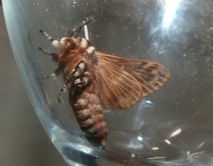 Pararguda diamphidia