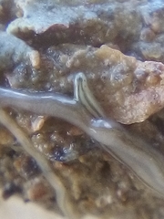 Nemertopsis bivittata