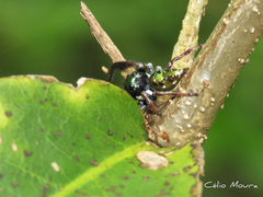 Parnaenus