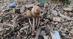 Panaeolopsis