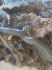 Nemertopsis bivittata