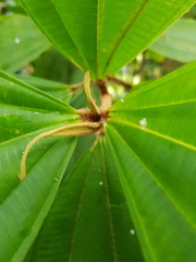 Miconia lasiopoda