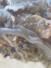 Nemertopsis bivittata