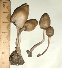 Panaeolopsis