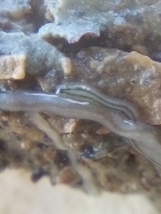 Nemertopsis bivittata