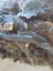 Nemertopsis bivittata