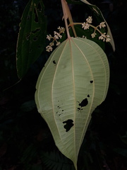 Miconia donaeana