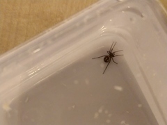 Steatoda grossa