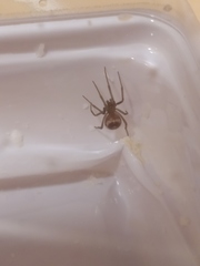 Steatoda grossa