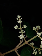 Miconia donaeana