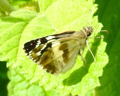 Heliopetes sublinea