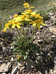 Packera hyperborealis