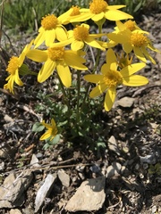 Packera hyperborealis