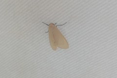 Pareuchaetes pseudoinsulata