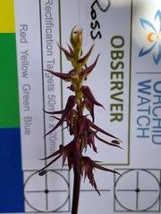 Genoplesium filiforme