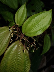 Miconia aguilarii