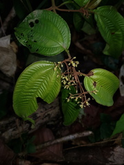 Miconia aguilarii