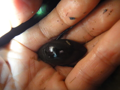 Hydrophilus acuminatus