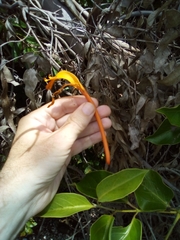 Lonicera hildebrandtiana