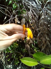 Lonicera hildebrandtiana