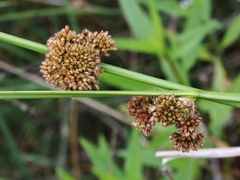 Juncus occidentalis