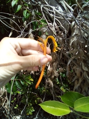 Lonicera hildebrandtiana
