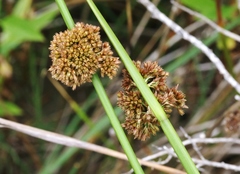 Juncus occidentalis