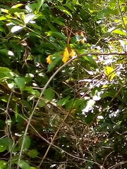 Lonicera hildebrandtiana