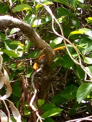 Lonicera hildebrandtiana