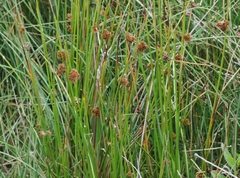 Juncus occidentalis